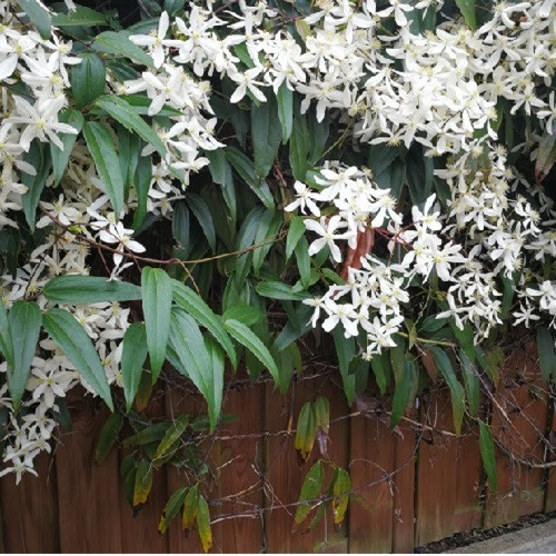 Clematis Armandii immergrün online kaufen | ClematisOnline.de