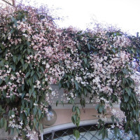 Clematis Apple Blossom online bestellen | ClematisOnline.de