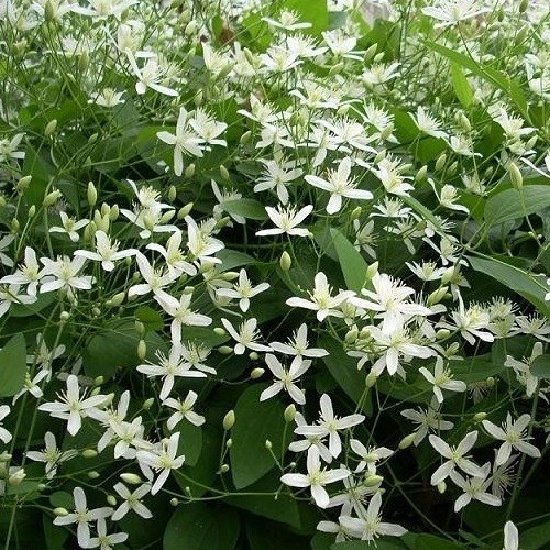 Clematis 'Little White Charm' (Immergrün)