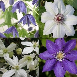 Clematis Mix Blau-Weiss 2