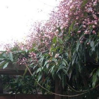 Immergruene Hecke mit Kletterpflanzen ohne Efeu (5 Meter)