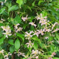 Sternjasmin Star of Sicily - Pink Showers - Pink Air (Immergrün / Rosa)